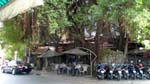 cafe with tree canopy