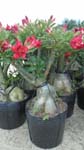 household plants are a thriving industry in Sa Dec