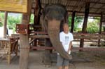 yes, this elephant was feeling me