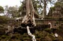 it looks like this tree started from the top of the temple with its roots finding a water source further down