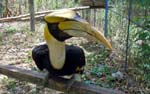 a magnificent Hornbill - you could take pictures up close with the animals