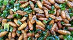 insects are actually yummy. They are also cheap and nutritious