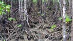 mangroves on a matrix