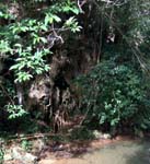limestone wall hidden by vegetation