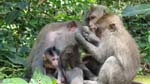 monkeys are very communal spending lots of time grooming each other