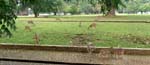 a herd of deer can be seen outside the Botanical Garden compound...from the street