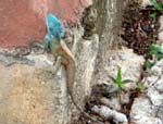 lots of these colorful lizards along the way