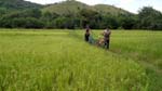 Gino and Cheng on the rice field