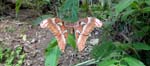 Mariposa Butterfly with an 8-inch wingspan