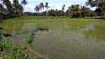 the spring was in the middle of a rice field