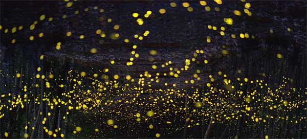 Firefly Tour in Candijay, Bohol