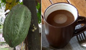 Making Sikwate: From Cacao Fruit To A Hot Dark Chocolate Drink