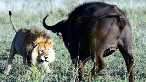 Covid 19: Lion - Buffalo Analogy