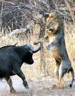 Covid 19: Lion - Buffalo Analogy