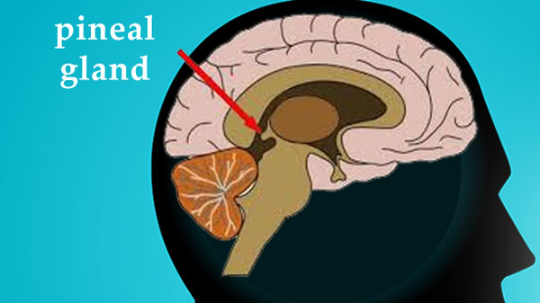 Dr. Joe Dispenza: Activating the Pineal Gland