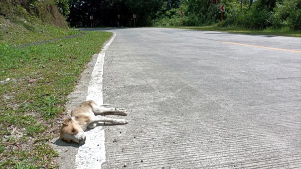 The Lost Dogs of Siquijor