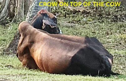 Crow on top of the Cow